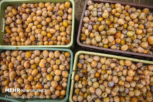 Harvesting, drying plums in NE Iran