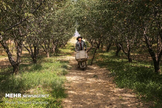 Harvesting, drying plums in NE Iran