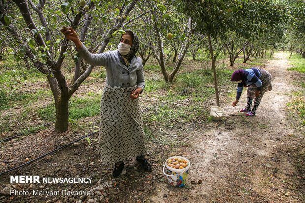 Harvesting, drying plums in NE Iran