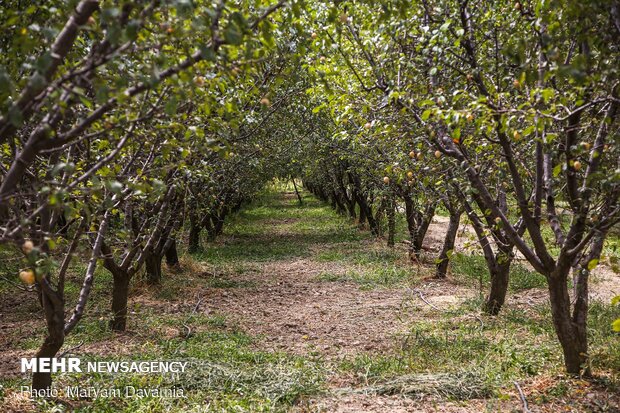 Harvesting, drying plums in NE Iran