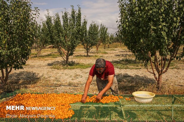 Harvesting, drying plums in NE Iran