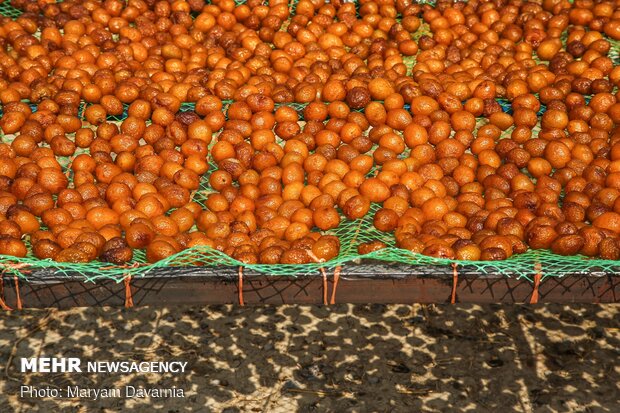 Harvesting, drying plums in NE Iran