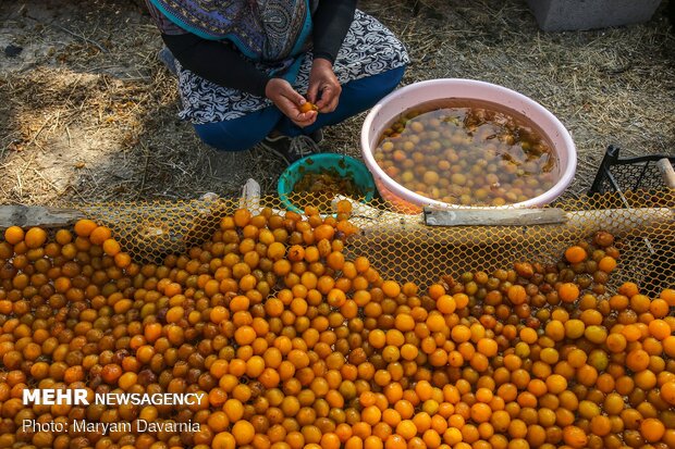 Harvesting, drying plums in NE Iran