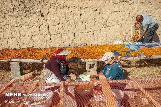 Harvesting, drying plums in NE Iran