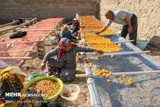 Harvesting, drying plums in NE Iran