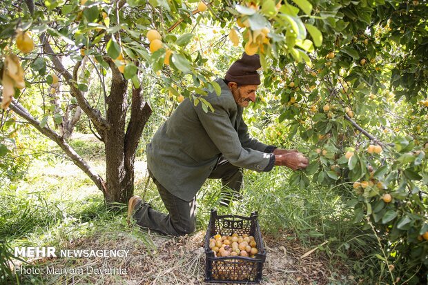 Harvesting, drying plums in NE Iran