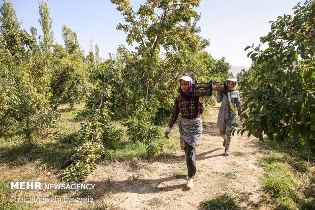 Harvesting, drying plums in NE Iran