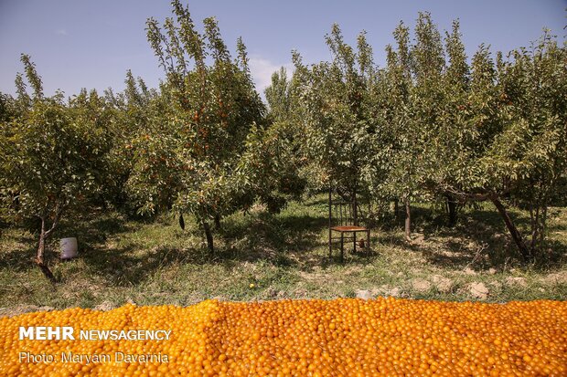 Harvesting, drying plums in NE Iran