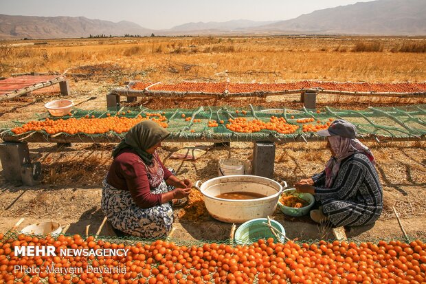 Harvesting, drying plums in NE Iran