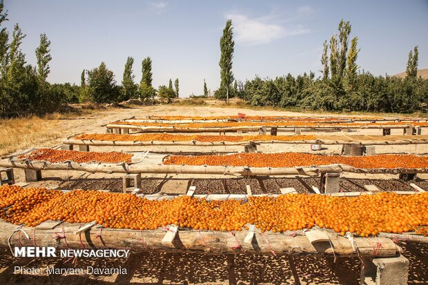 Harvesting, drying plums in NE Iran