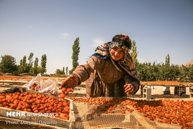 Harvesting, drying plums in NE Iran