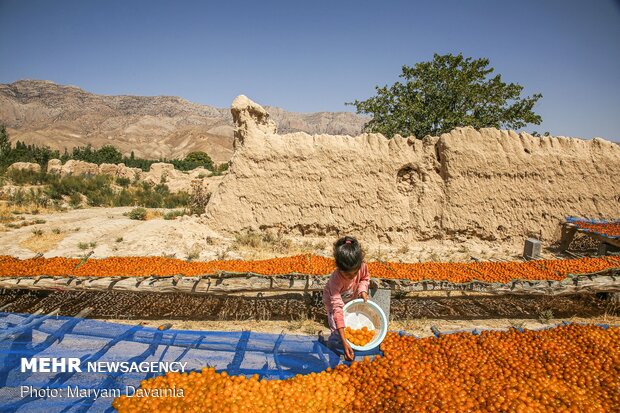 Harvesting, drying plums in NE Iran