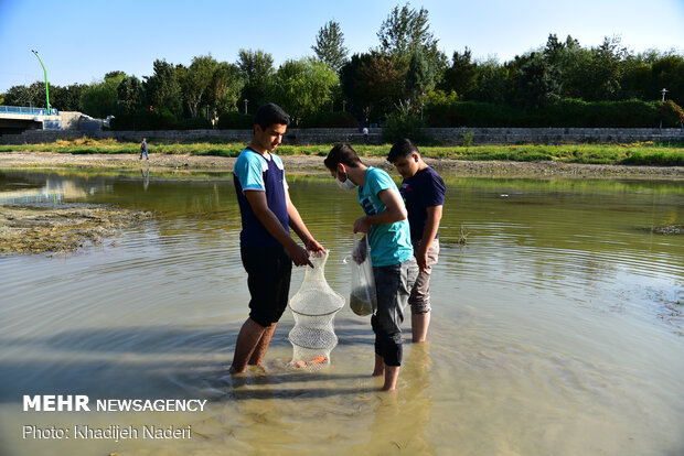 ماهی های کف رودخانه - زاینده رود اصفهان