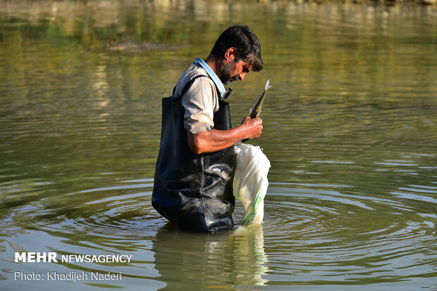 ماهی های کف رودخانه - زاینده رود اصفهان