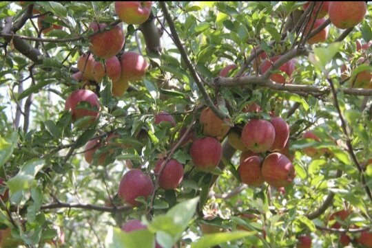 نبود سردخانه و چوب حراج دلال‌ها به دسترنج باغداران بروجردی