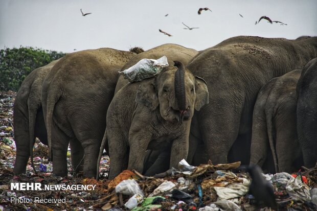 فیل های زباله خوار