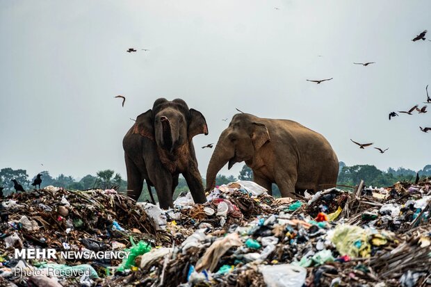 فیل های زباله خوار