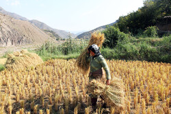 Traditional rice harvest in Golestan prov.