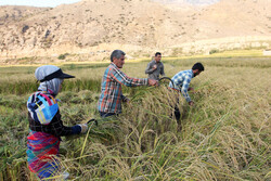 برداشت شالی از اراضی نسق شهرستان گالیکش آغاز شد