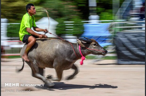 مسابقه گاومیش سواری در تایلند