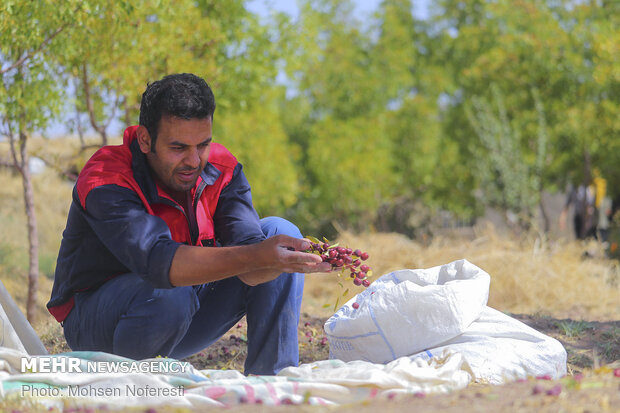 برداشت عناب در روستای سیوجان خراسان جنوبی