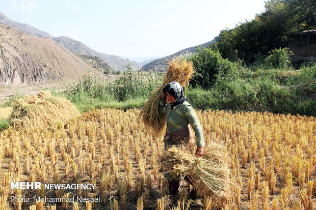 Harvesting rice traditionally in Golestan prov.
