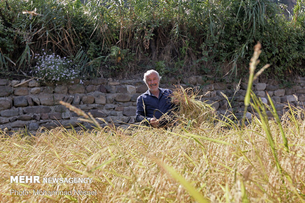 Harvesting rice traditionally in Golestan prov.

