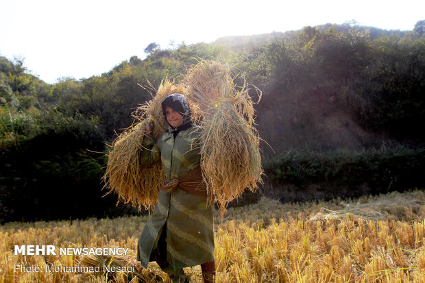 Harvesting rice traditionally in Golestan prov.
