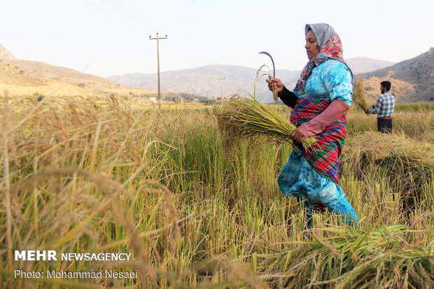 Harvesting rice traditionally in Golestan prov.
