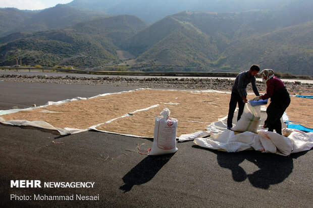 Harvesting rice traditionally in Golestan prov.
