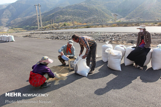 Harvesting rice traditionally in Golestan prov.
