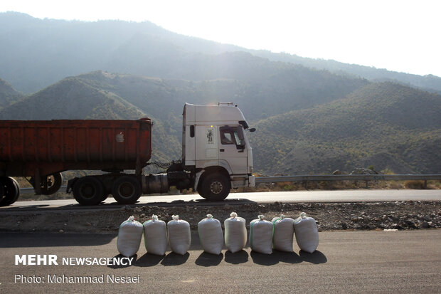 Harvesting rice traditionally in Golestan prov.
