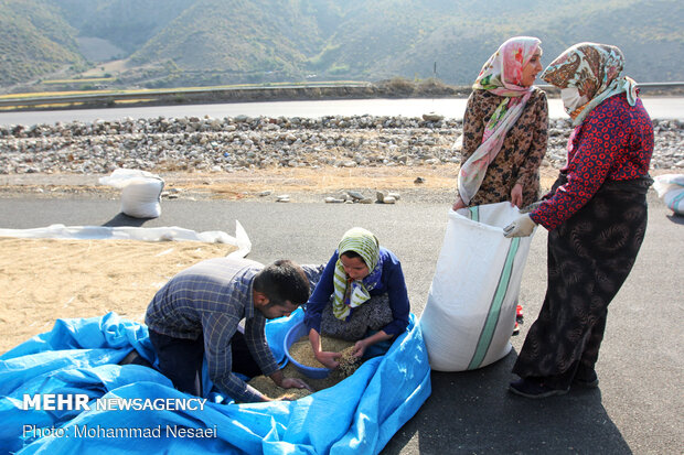 Harvesting rice traditionally in Golestan prov.
