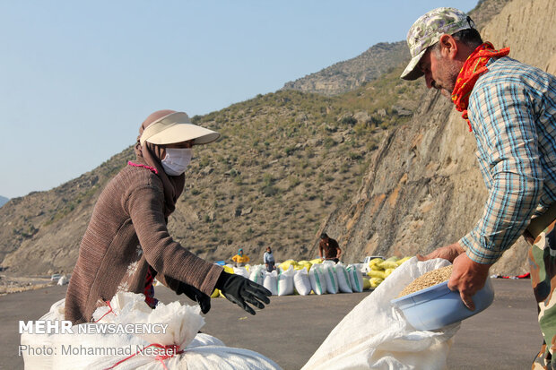 Harvesting rice traditionally in Golestan prov.
