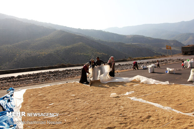 Harvesting rice traditionally in Golestan prov.
