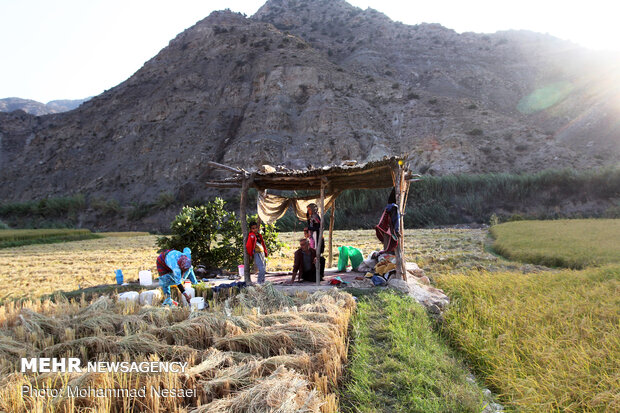 Harvesting rice traditionally in Golestan prov.
