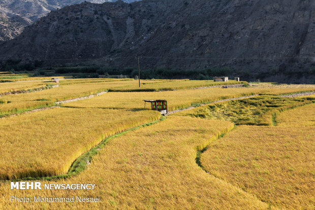 Harvesting rice traditionally in Golestan prov.
