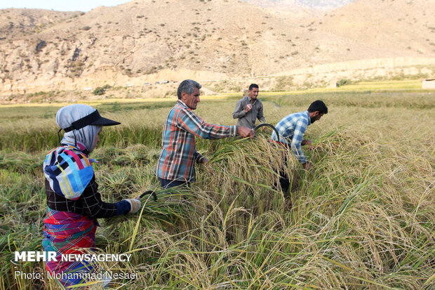 Harvesting rice traditionally in Golestan prov.
