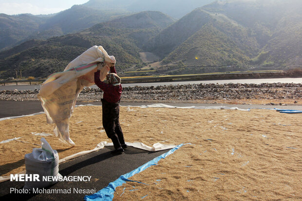 Harvesting rice traditionally in Golestan prov.
