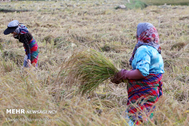 Harvesting rice traditionally in Golestan prov.
