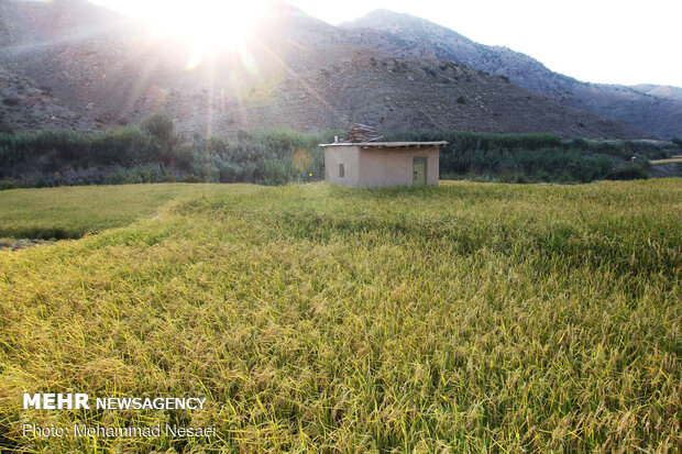 Harvesting rice traditionally in Golestan prov.
