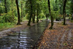 Astonishing scenery of autumn in Hyrcanian forests