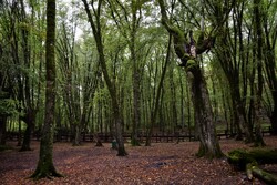 زنجان ۷۰ هزار هکتار جنگل طبیعی دارد