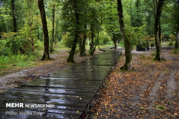 Astonishing scenery of autumn in Hyrcanian forests
