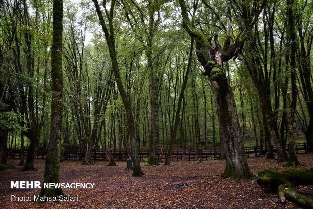 Astonishing scenery of autumn in Hyrcanian forests
