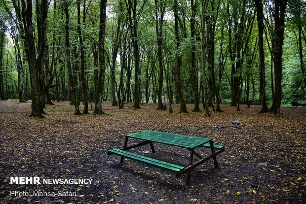 باران پاییزی در جنگل های هیرکانیAstonishing scenery of autumn in Hyrcanian forests
