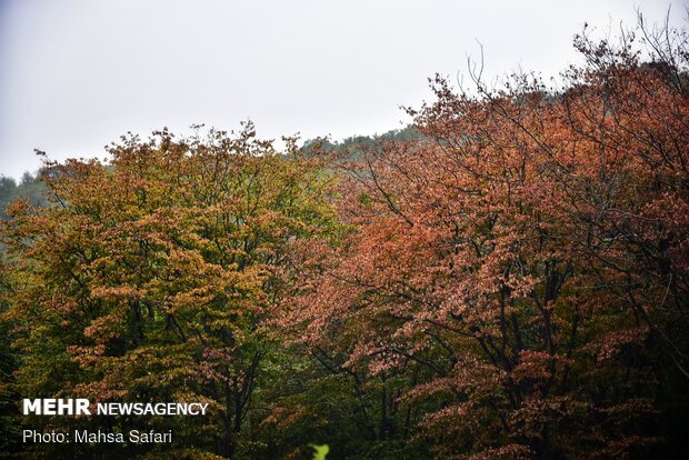 Astonishing scenery of autumn in Hyrcanian forests
