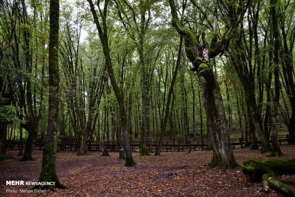زنجان ۷۰ هزار هکتار جنگل طبیعی دارد
