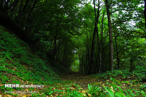 Asalem to Khalkhal, spectacular forest road in Iran
