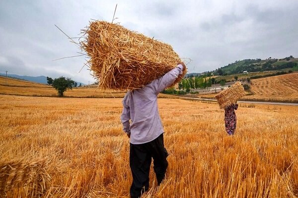 افزایش نرخ نهاده ها کشاورزان را خانه نشین کرد